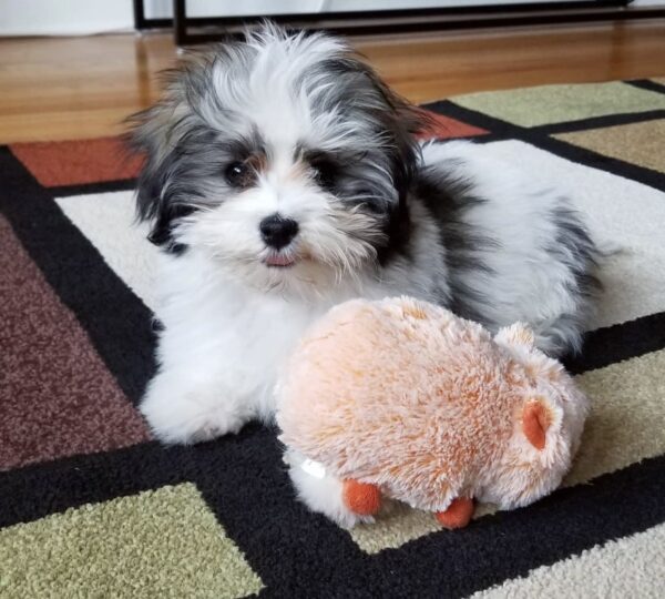 Babydoll Female Havanese Puppy for Sale in the UK | Hypoallergenic & Healthy